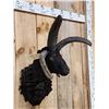 Image 3 : Awesome Jacob's 4 Horn Sheep Shoulder Mount Taxidermy