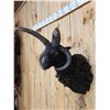 Image 4 : Awesome Jacob's 4 Horn Sheep Shoulder Mount Taxidermy