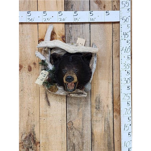 Black Bear In A Den Taxidermy