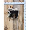 Image 1 : Black Bear In A Den Taxidermy