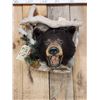 Image 2 : Black Bear In A Den Taxidermy