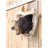 Image 3 : Black Bear In A Den Taxidermy