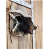 Image 4 : Black Bear In A Den Taxidermy