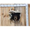 Image 5 : Black Bear In A Den Taxidermy
