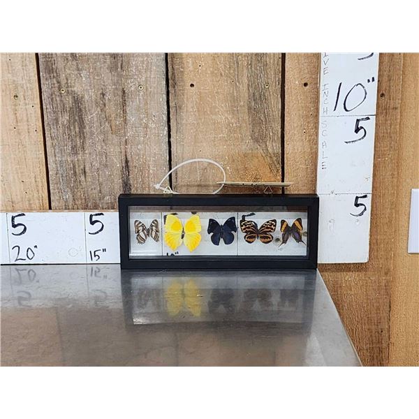 Frame Of 5 Beautiful Butterflies Taxidermy Entomology