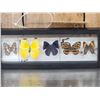 Image 2 : Frame Of 5 Beautiful Butterflies Taxidermy Entomology