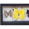 Image 3 : Frame Of 5 Beautiful Butterflies Taxidermy Entomology
