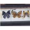 Image 4 : Frame Of 5 Beautiful Butterflies Taxidermy Entomology