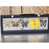 Image 5 : Frame Of 5 Beautiful Butterflies Taxidermy Entomology
