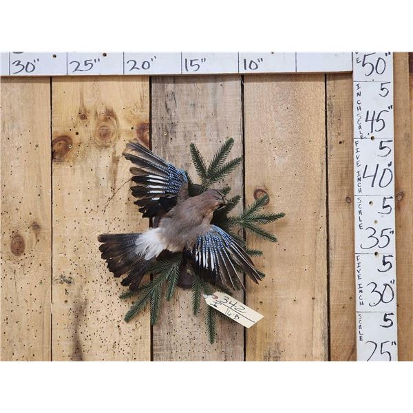 Eurasian Jay In Flight Bird Taxidermy