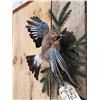 Image 3 : Eurasian Jay In Flight Bird Taxidermy