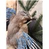 Image 5 : Eurasian Jay In Flight Bird Taxidermy