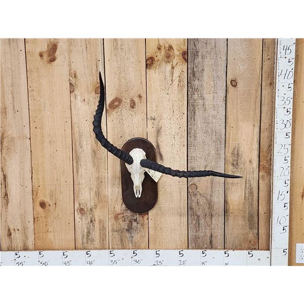 Crazy Nontypical African Impala Skull Taxidermy