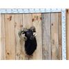 Image 1 : Black Ram Sheep Shoulder Mount Taxidermy
