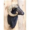 Image 2 : Black Ram Sheep Shoulder Mount Taxidermy