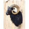 Image 3 : Black Ram Sheep Shoulder Mount Taxidermy