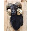 Image 4 : Black Ram Sheep Shoulder Mount Taxidermy