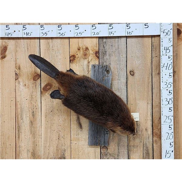 Beaver Full Body Taxidermy Mount