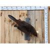 Image 1 : Beaver Full Body Taxidermy Mount
