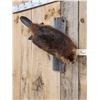 Image 2 : Beaver Full Body Taxidermy Mount