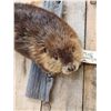 Image 3 : Beaver Full Body Taxidermy Mount