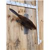 Image 4 : Beaver Full Body Taxidermy Mount