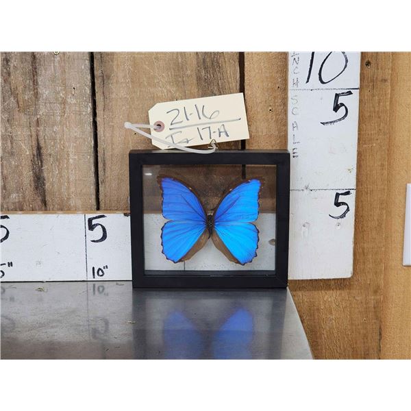 Beautiful Morpho Didius Butterfly In Frame Taxidermy Entomology