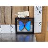 Image 1 : Beautiful Morpho Didius Butterfly In Frame Taxidermy Entomology