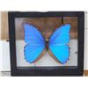 Image 2 : Beautiful Morpho Didius Butterfly In Frame Taxidermy Entomology