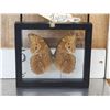 Image 3 : Beautiful Morpho Didius Butterfly In Frame Taxidermy Entomology