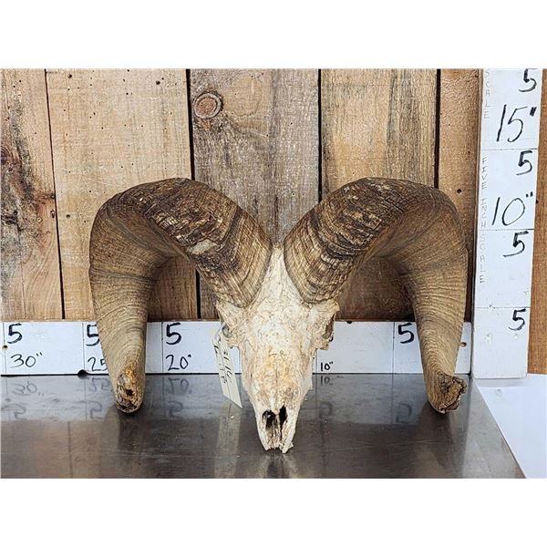 Huge Bighorn Sheep Skull Taxidermy