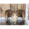 Image 1 : Huge Bighorn Sheep Skull Taxidermy
