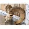Image 2 : Huge Bighorn Sheep Skull Taxidermy