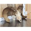 Image 3 : Huge Bighorn Sheep Skull Taxidermy