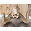 Image 4 : Huge Bighorn Sheep Skull Taxidermy