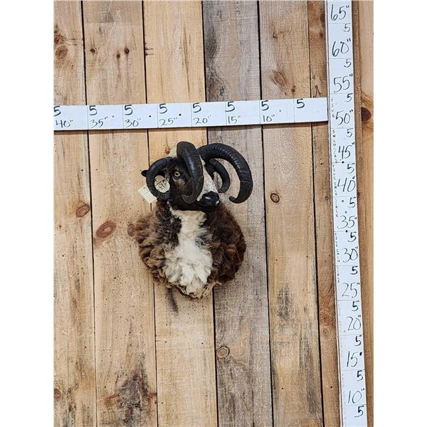 Crazy Cool Jacob's 4 Horn Ram Sheep Shoulder Mount Taxidermy