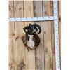Image 1 : Crazy Cool Jacob's 4 Horn Ram Sheep Shoulder Mount Taxidermy