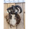 Image 2 : Crazy Cool Jacob's 4 Horn Ram Sheep Shoulder Mount Taxidermy