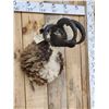 Image 3 : Crazy Cool Jacob's 4 Horn Ram Sheep Shoulder Mount Taxidermy