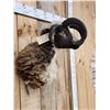 Image 4 : Crazy Cool Jacob's 4 Horn Ram Sheep Shoulder Mount Taxidermy