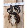 Image 5 : Crazy Cool Jacob's 4 Horn Ram Sheep Shoulder Mount Taxidermy