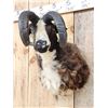Image 6 : Crazy Cool Jacob's 4 Horn Ram Sheep Shoulder Mount Taxidermy