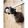 Image 7 : Crazy Cool Jacob's 4 Horn Ram Sheep Shoulder Mount Taxidermy