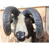 Image 8 : Crazy Cool Jacob's 4 Horn Ram Sheep Shoulder Mount Taxidermy