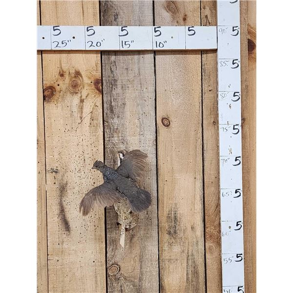 Blue Scale Quail Bird Taxidermy