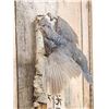 Image 3 : Blue Scale Quail Bird Taxidermy
