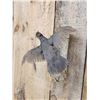 Image 4 : Blue Scale Quail Bird Taxidermy