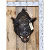 Image 1 : Wild Boar Hog Shoulder Mount Taxidermy