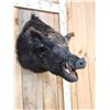 Image 2 : Wild Boar Hog Shoulder Mount Taxidermy