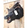 Image 3 : Wild Boar Hog Shoulder Mount Taxidermy